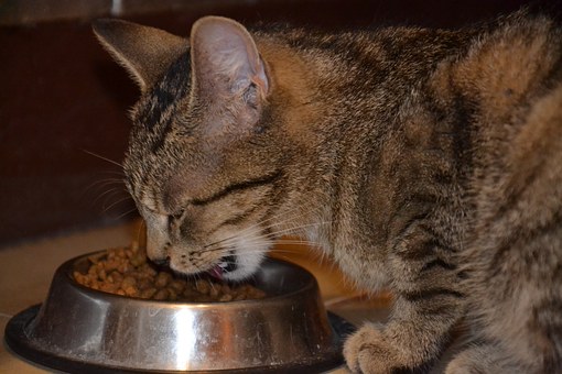 karmy dla kotów suche